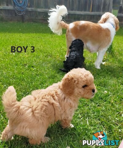 Gorgeous Cavoodle Puppies