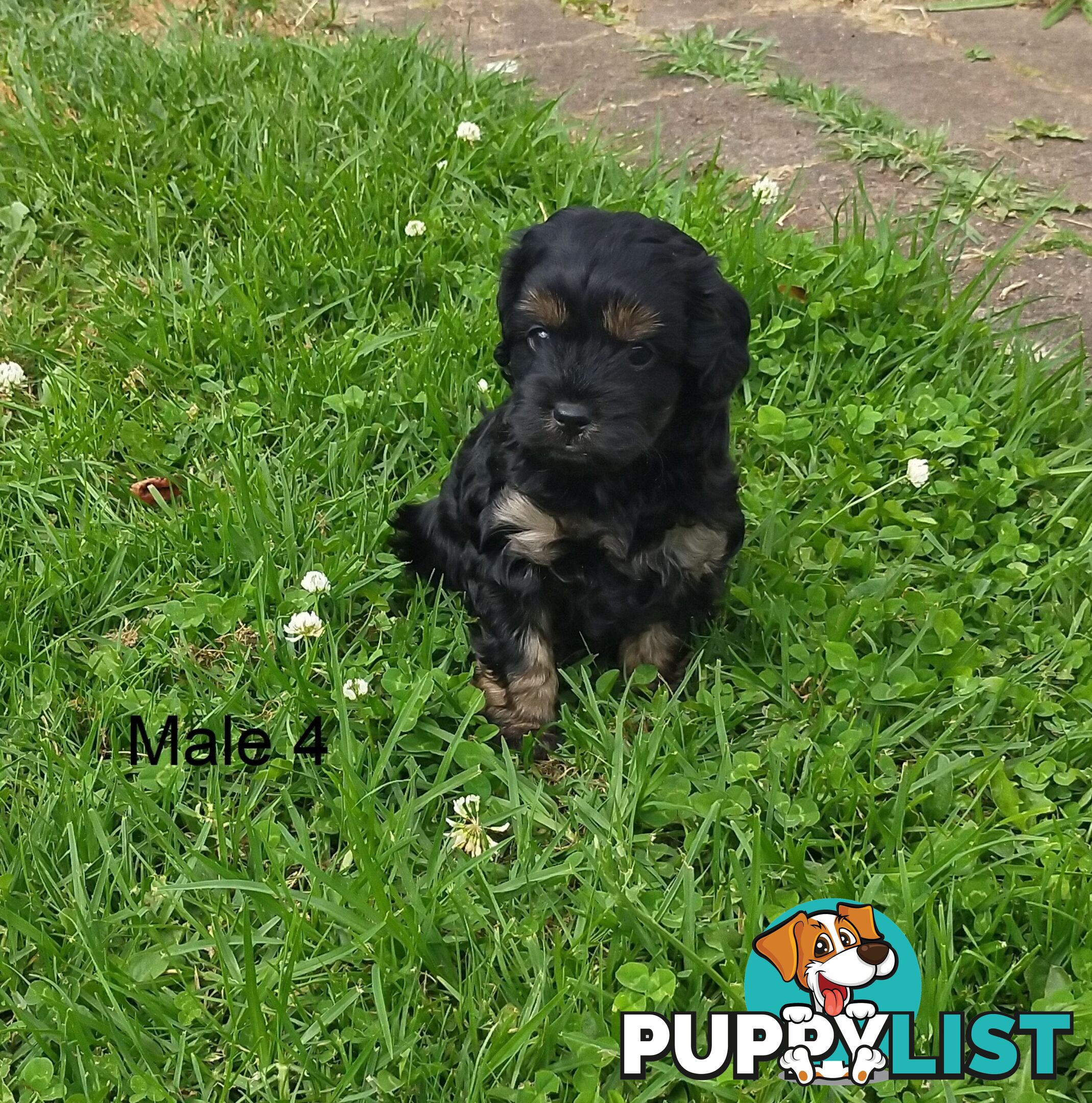 Gorgeous Cavoodle Puppies