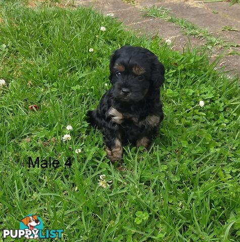 Gorgeous Cavoodle Puppies