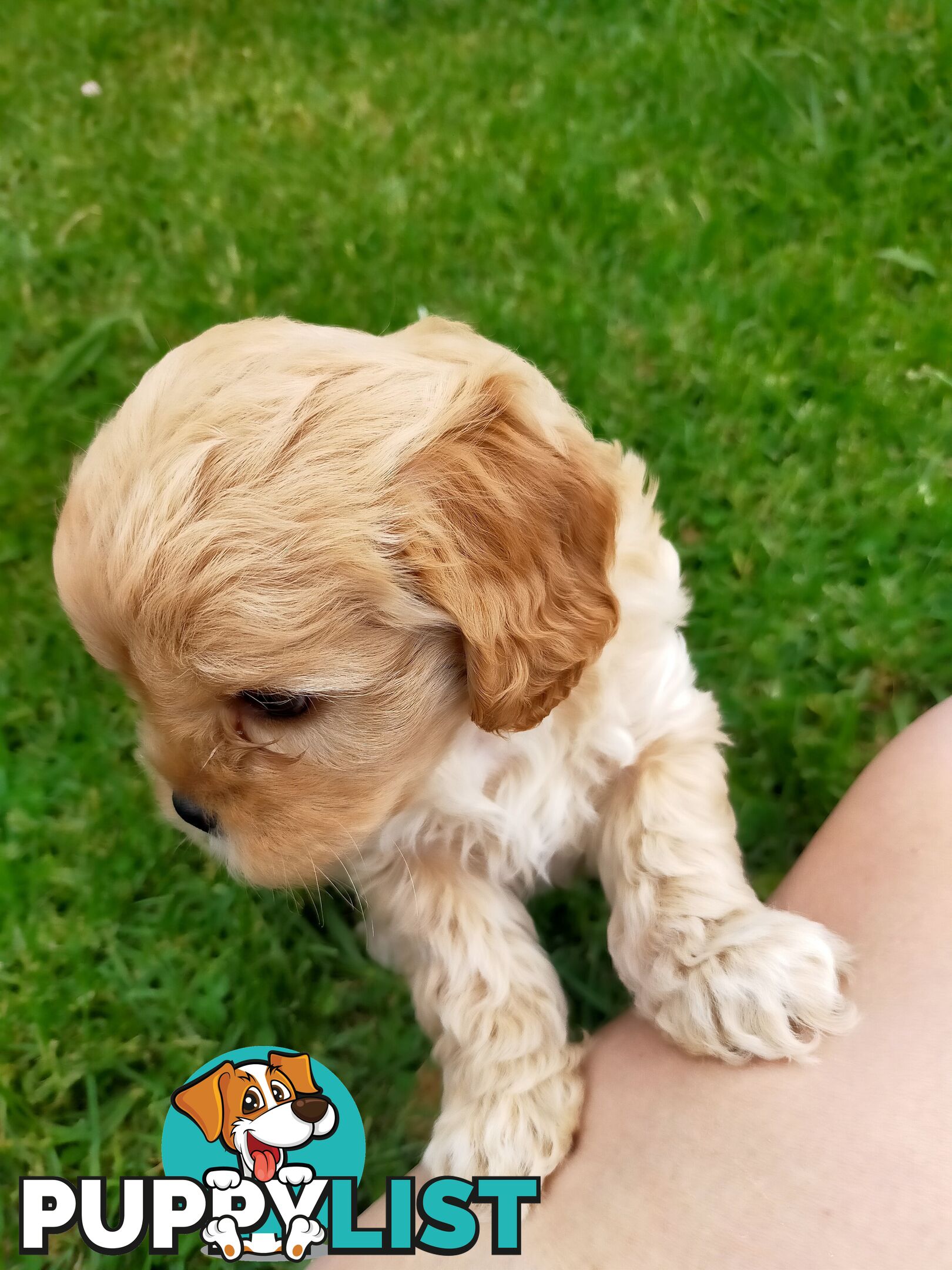 Gorgeous Cavoodle Puppies