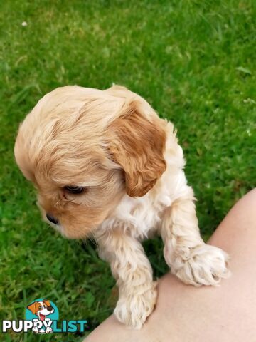 Gorgeous Cavoodle Puppies