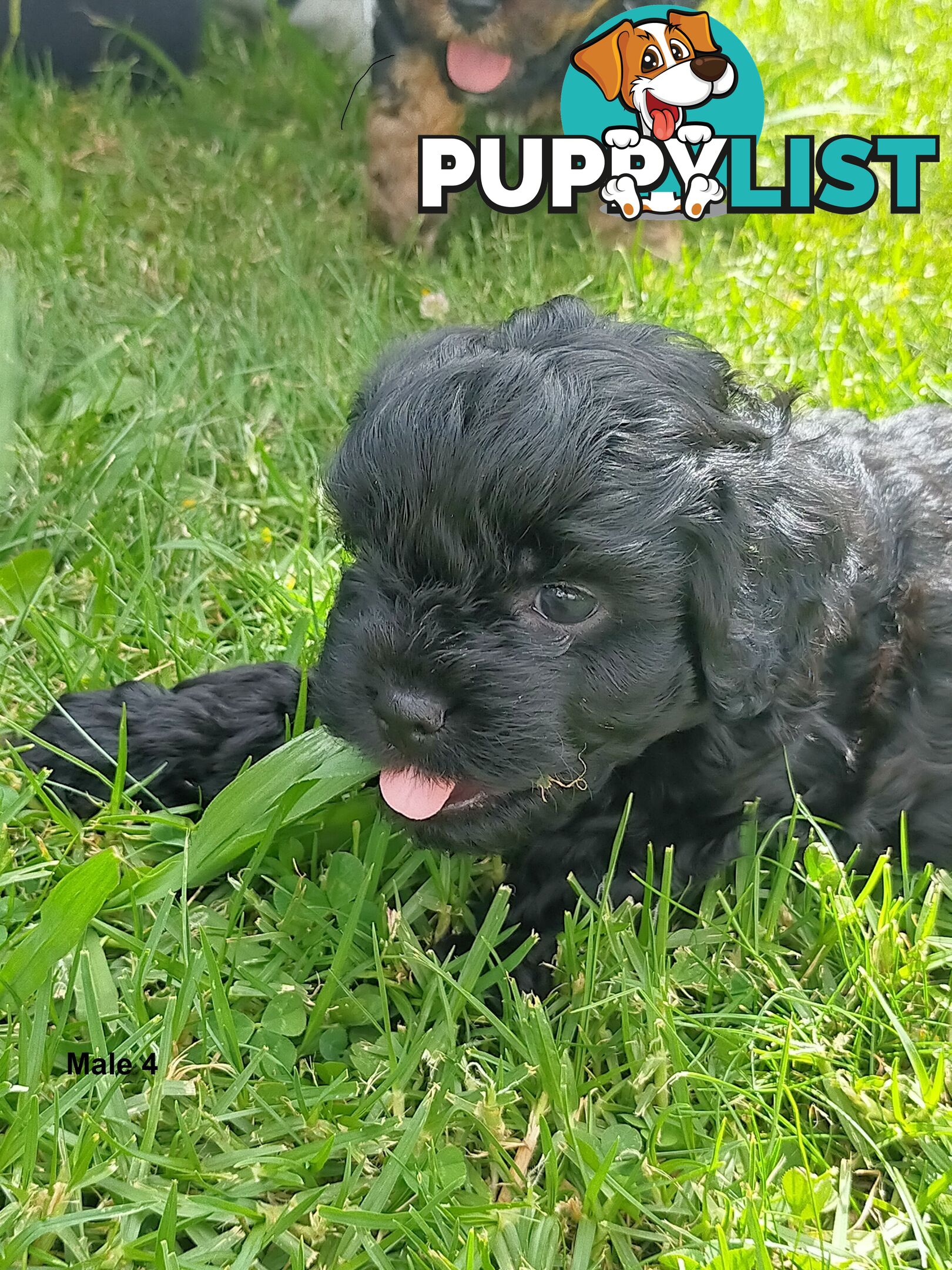 Gorgeous Cavoodle Puppies