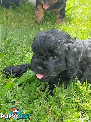 Gorgeous Cavoodle Puppies