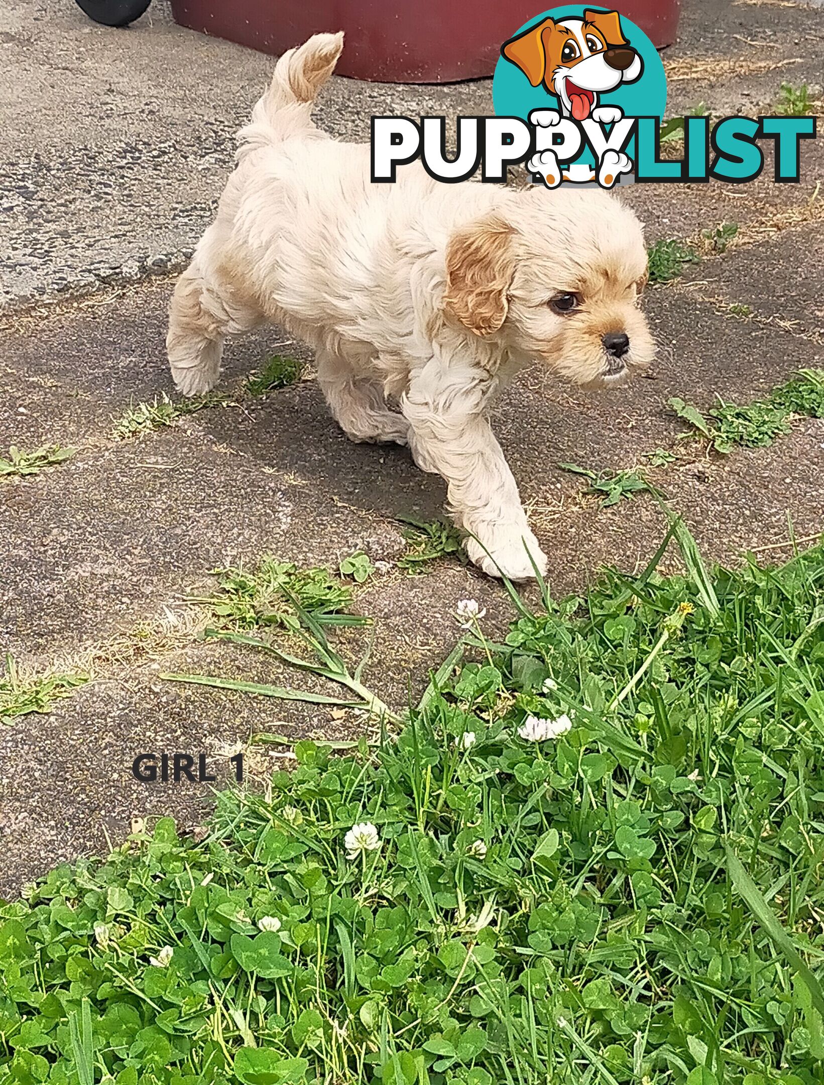 Gorgeous Cavoodle Puppies