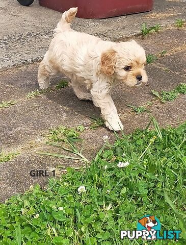 Gorgeous Cavoodle Puppies