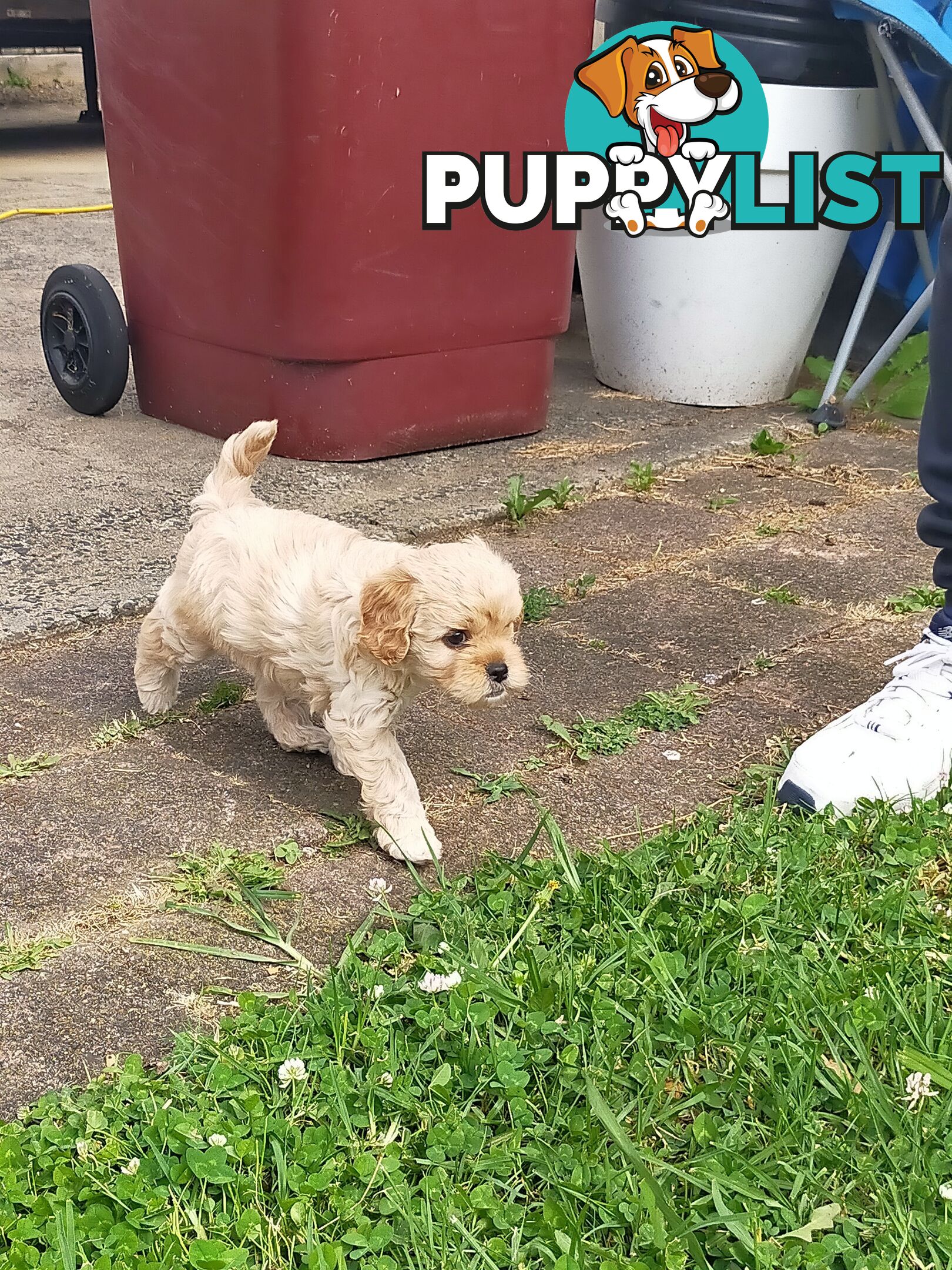 Gorgeous Cavoodle Puppies