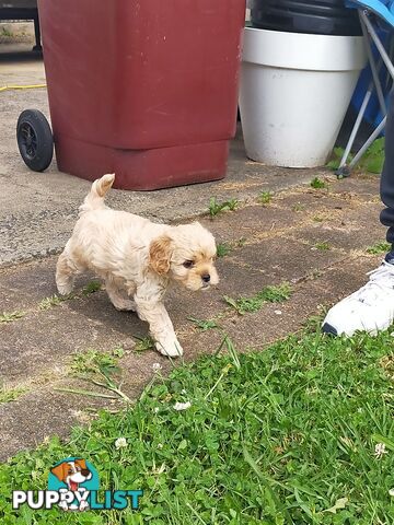 Gorgeous Cavoodle Puppies