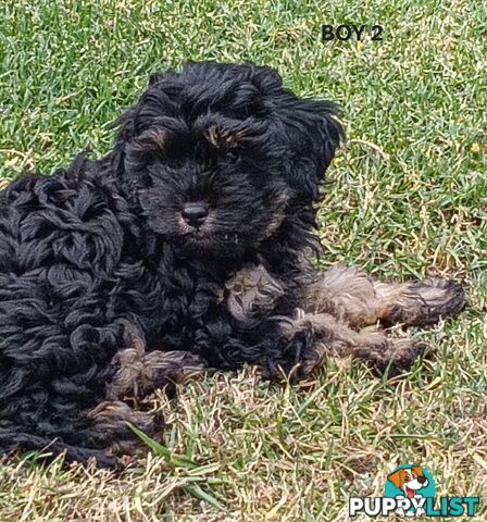 Gorgeous Cavoodle Puppies