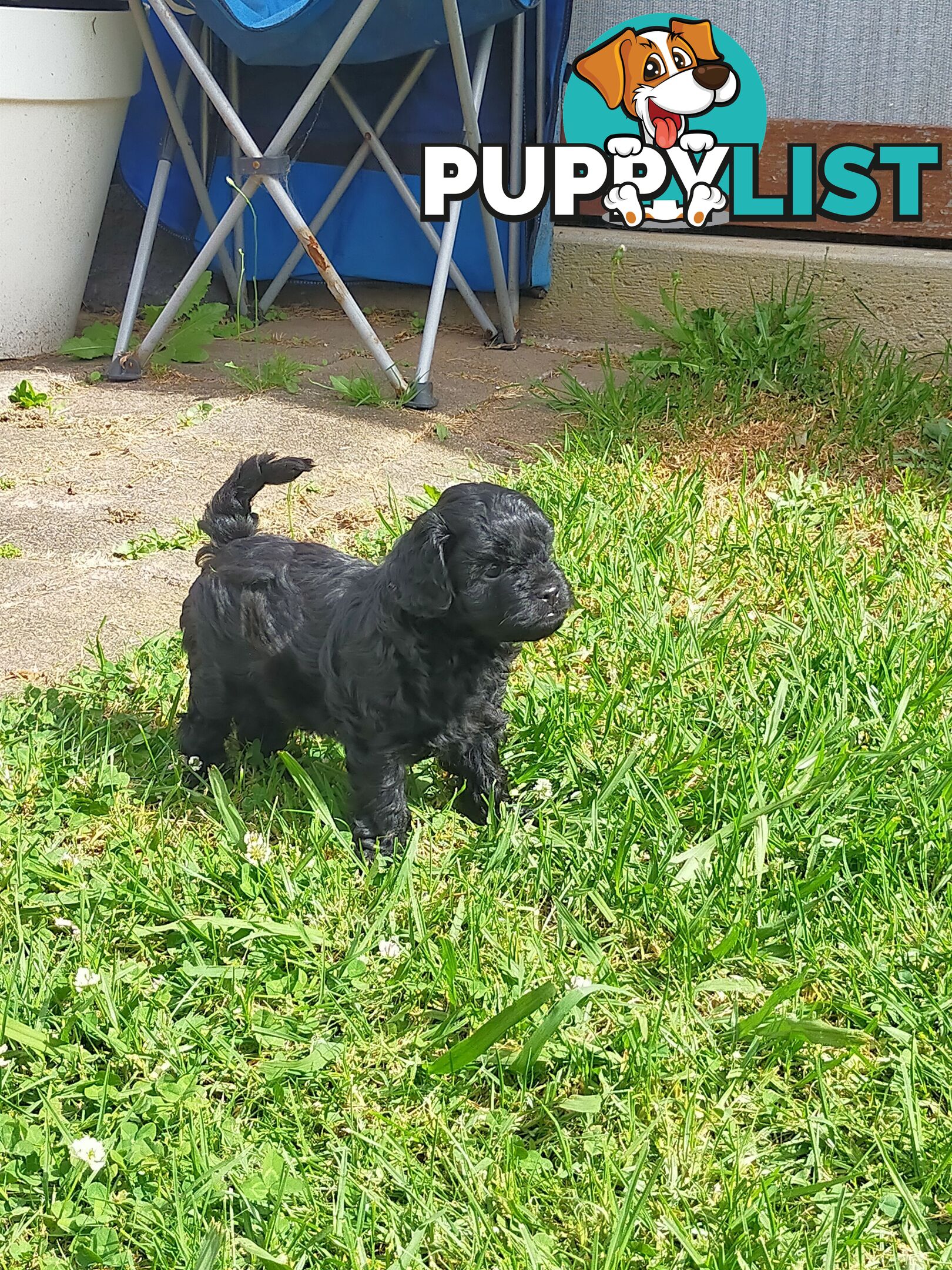 Gorgeous Cavoodle Puppies