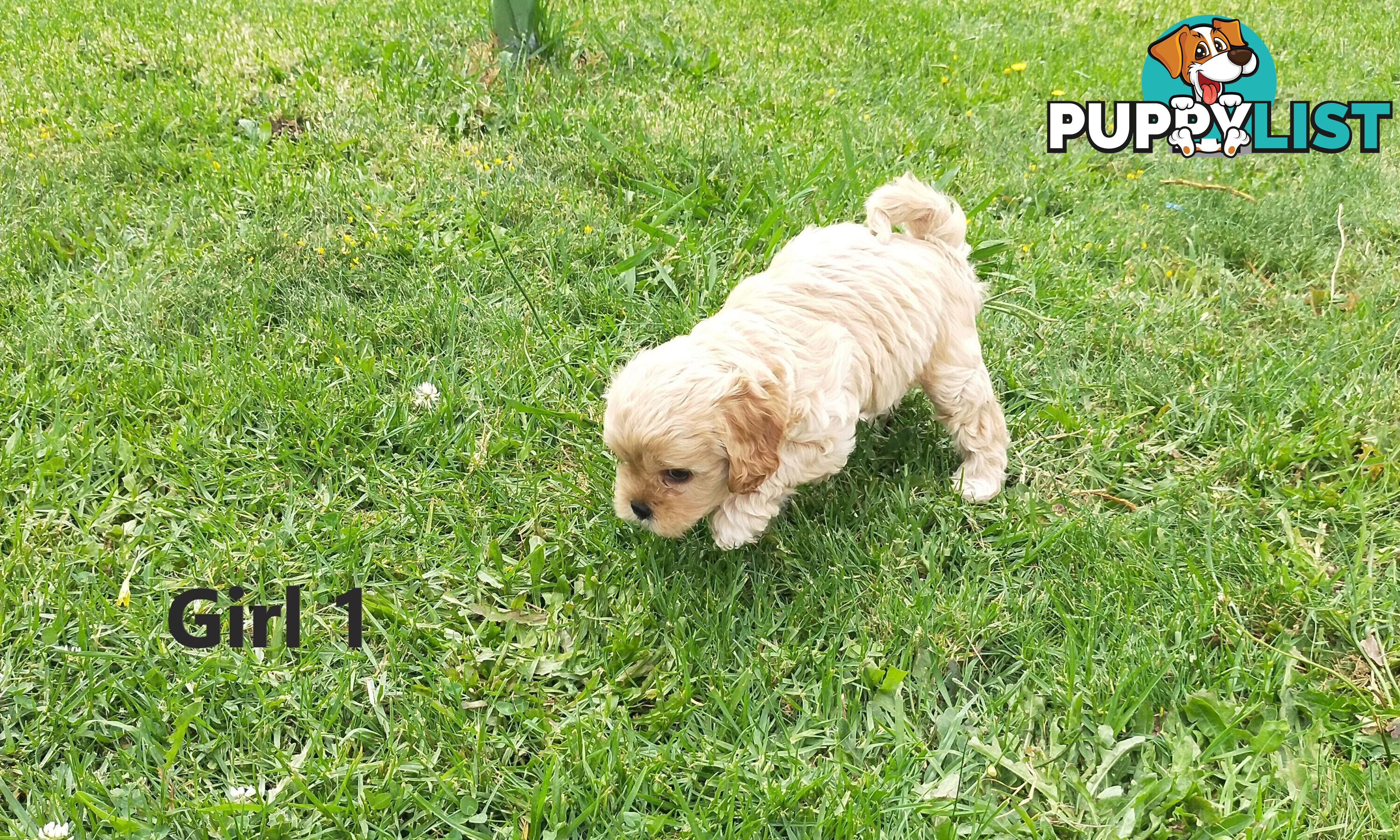 Gorgeous Cavoodle Puppies