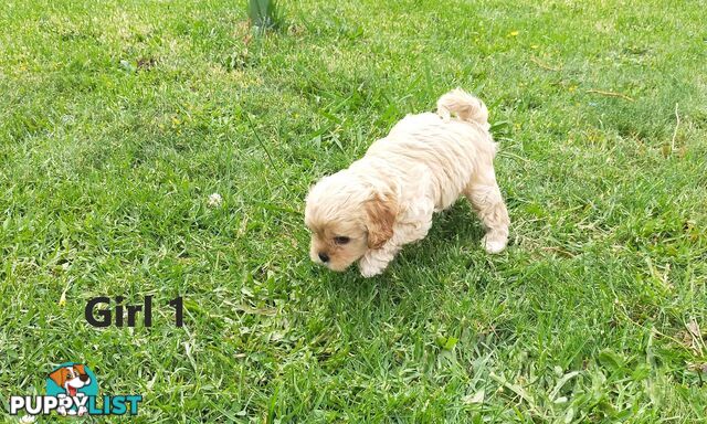 Gorgeous Cavoodle Puppies