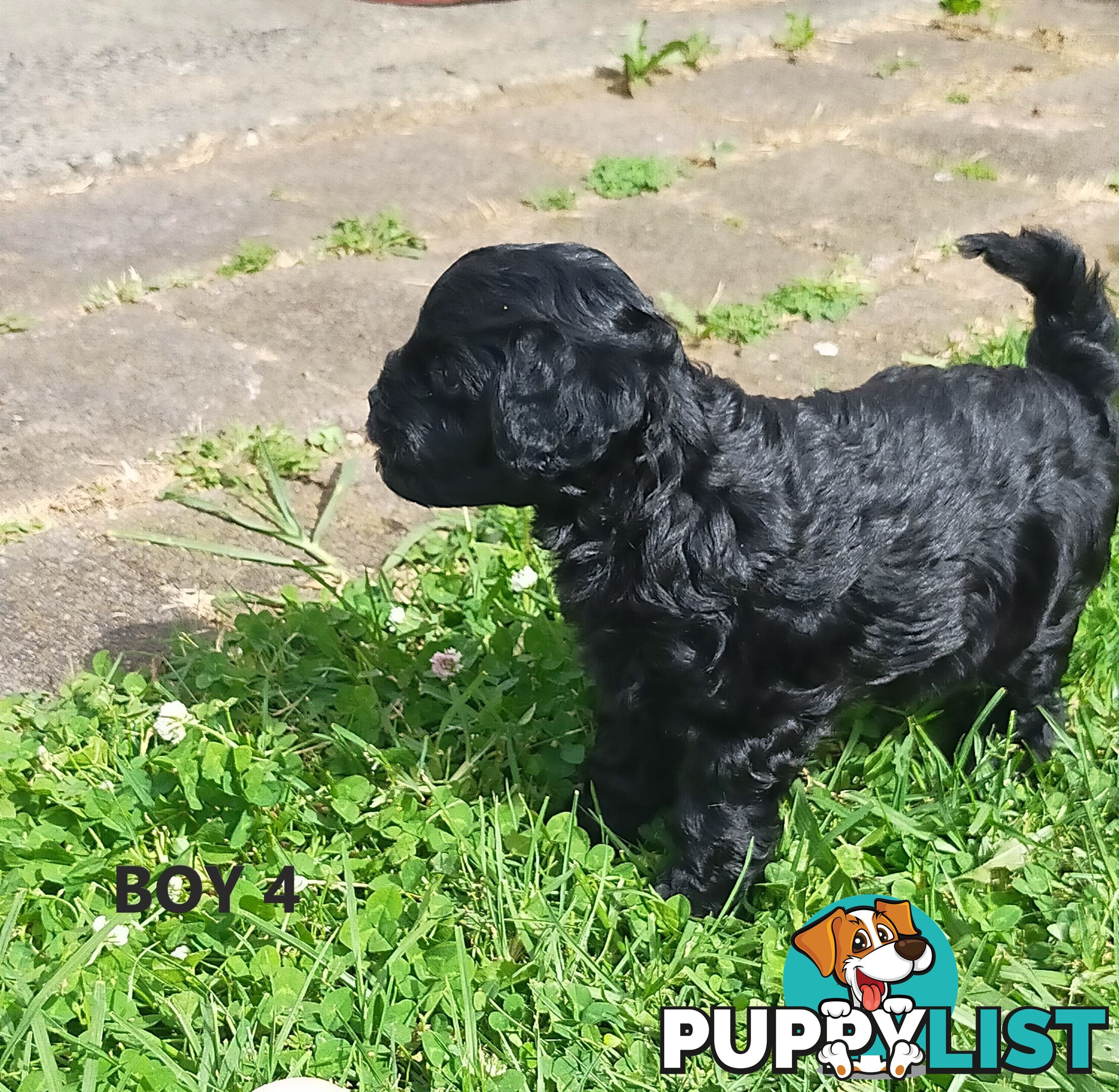 Gorgeous Cavoodle Puppies