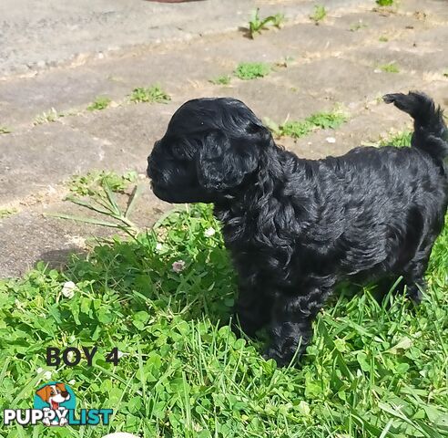 Gorgeous Cavoodle Puppies