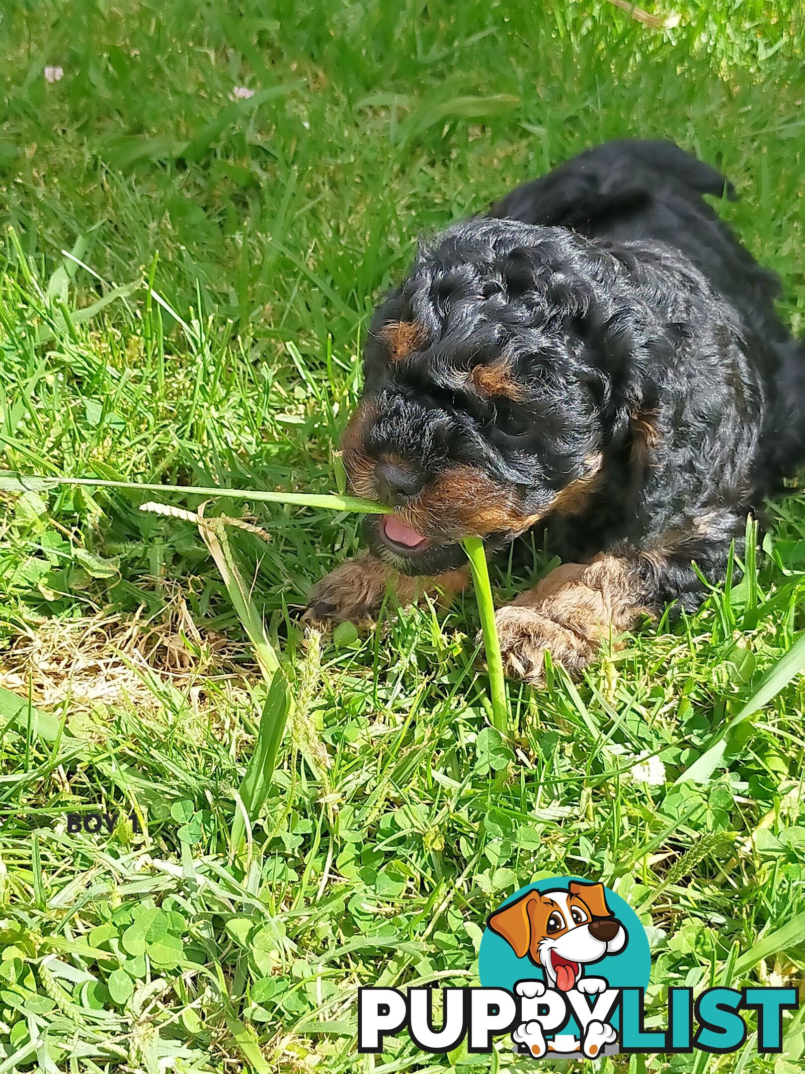 Gorgeous Cavoodle Puppies