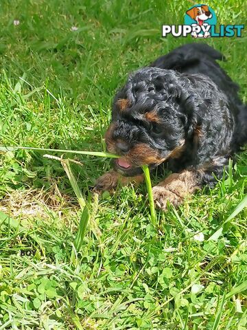 Gorgeous Cavoodle Puppies