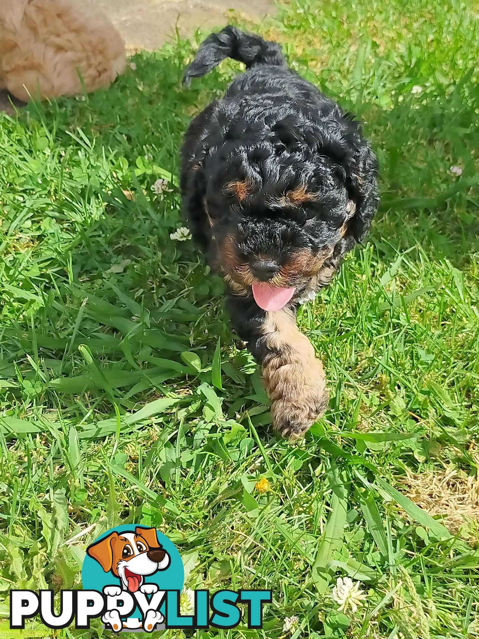 Gorgeous Cavoodle Puppies