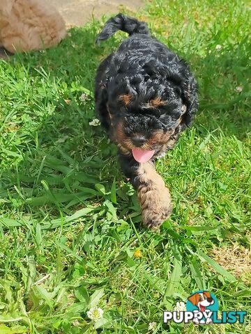 Gorgeous Cavoodle Puppies