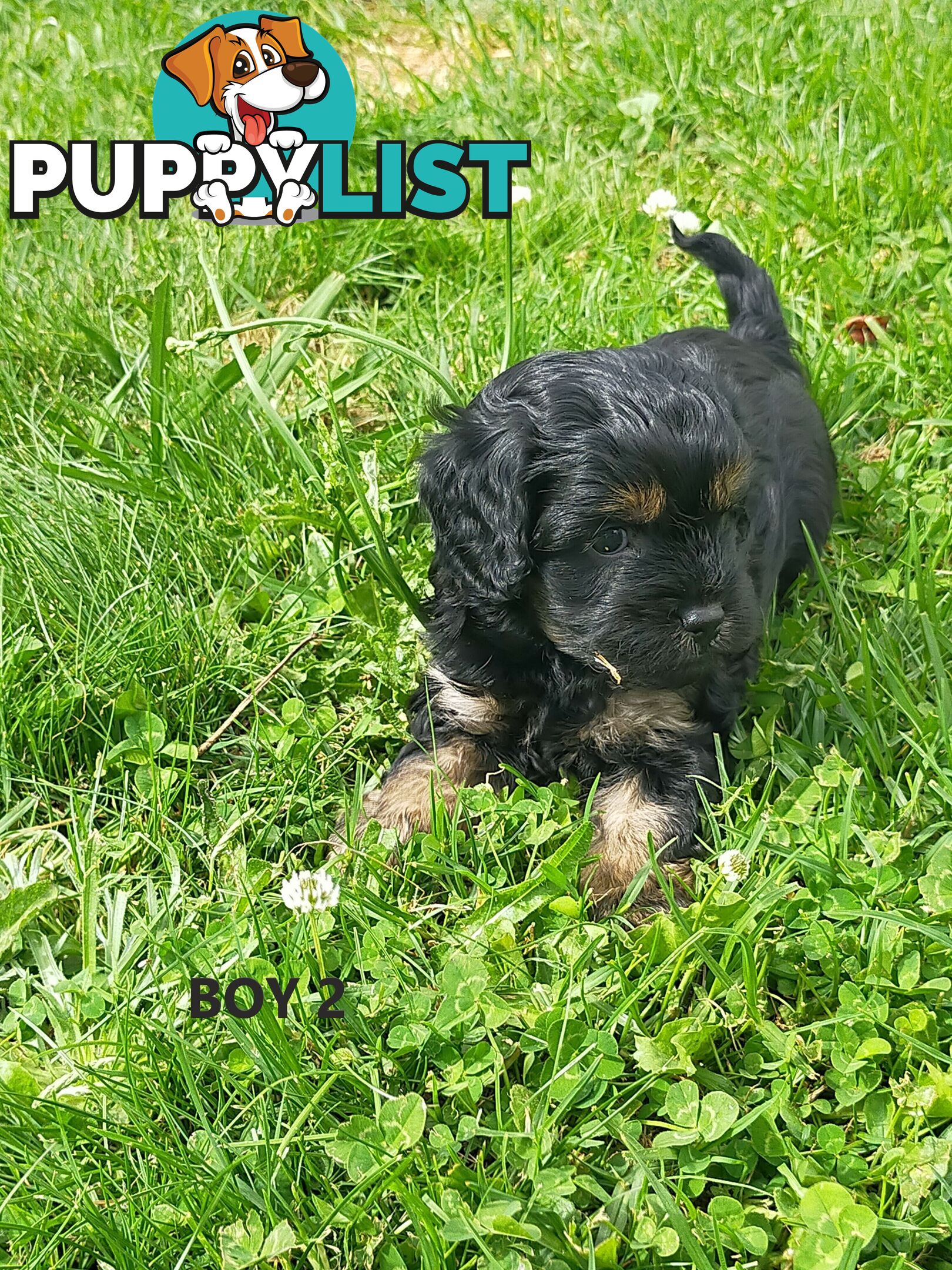 Gorgeous Cavoodle Puppies