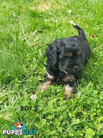 Gorgeous Cavoodle Puppies