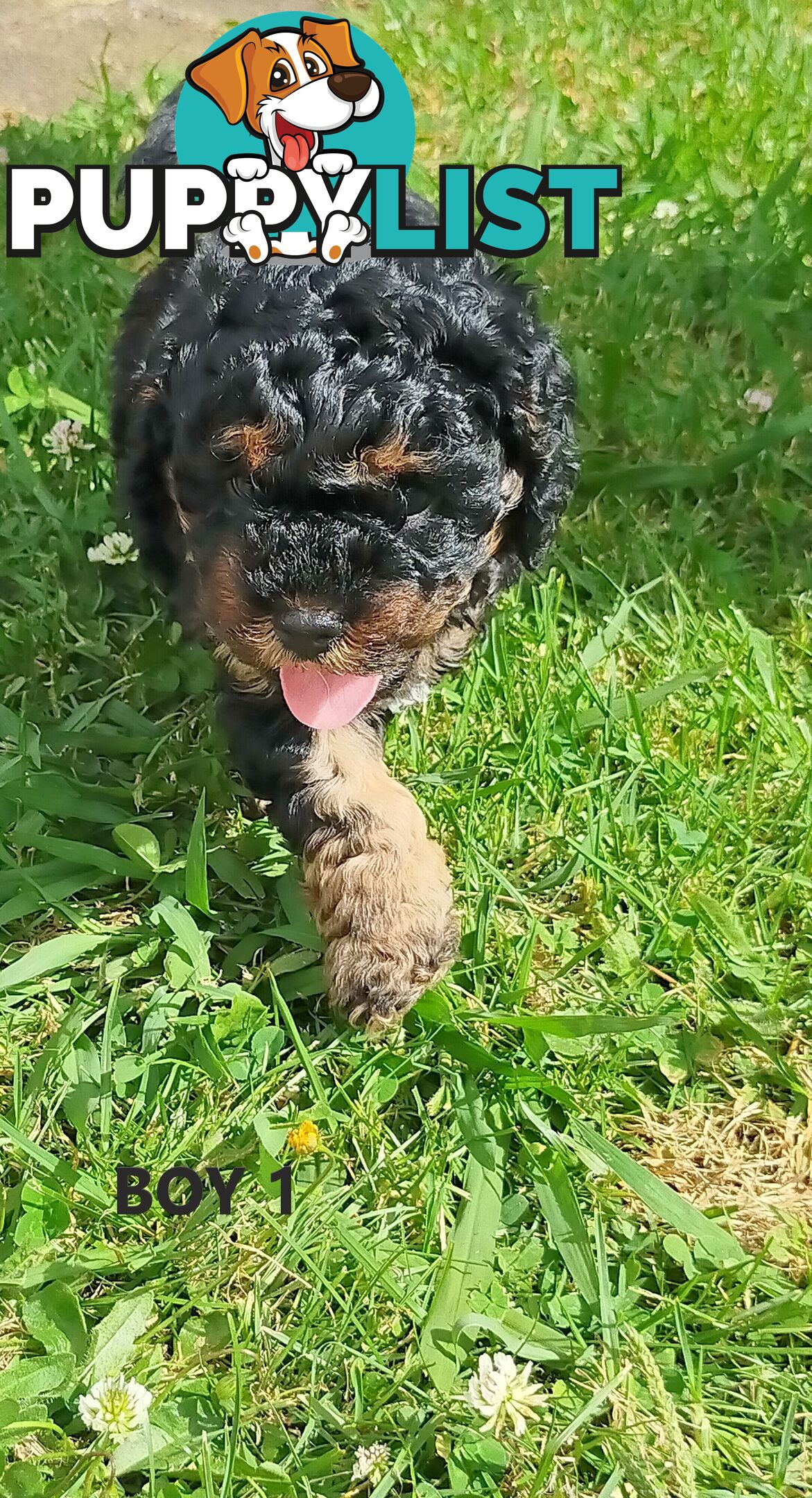 Gorgeous Cavoodle Puppies