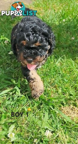 Gorgeous Cavoodle Puppies