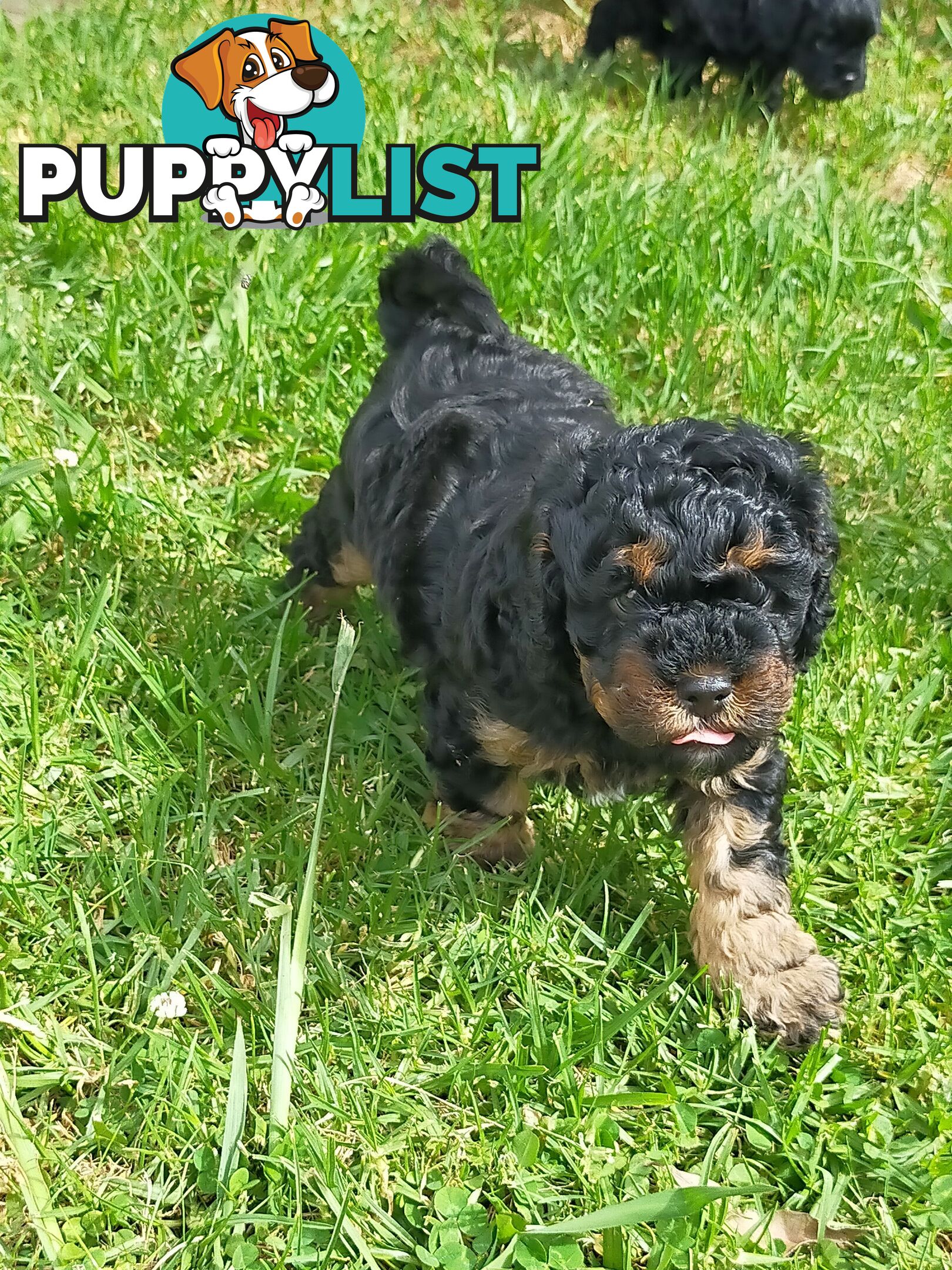 Gorgeous Cavoodle Puppies