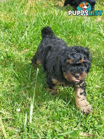 Gorgeous Cavoodle Puppies