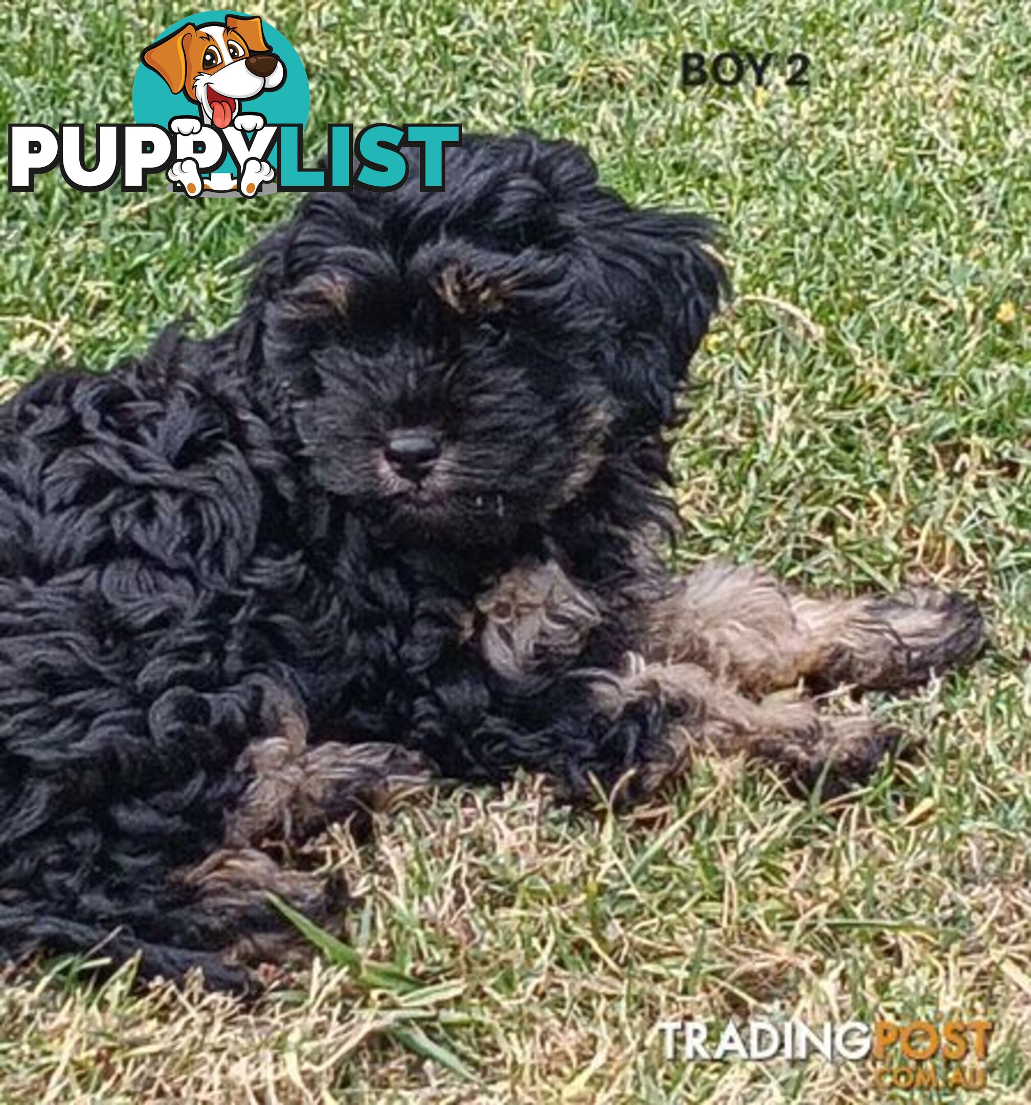 5 gorgeous, happy, healthy, F1b Cavoodle puppies looking for their forever home - ONLY 4 LEFT