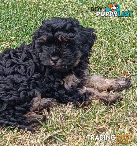 5 gorgeous, happy, healthy, F1b Cavoodle puppies looking for their forever home - ONLY 4 LEFT