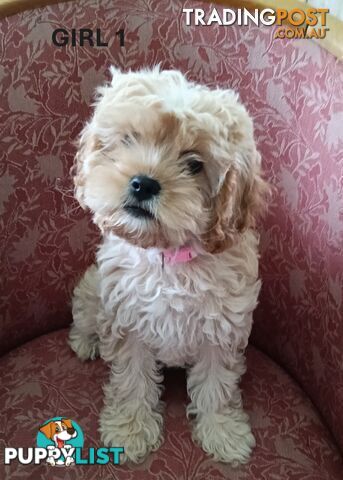 5 gorgeous, happy, healthy, F1b Cavoodle puppies looking for their forever home - ONLY 4 LEFT