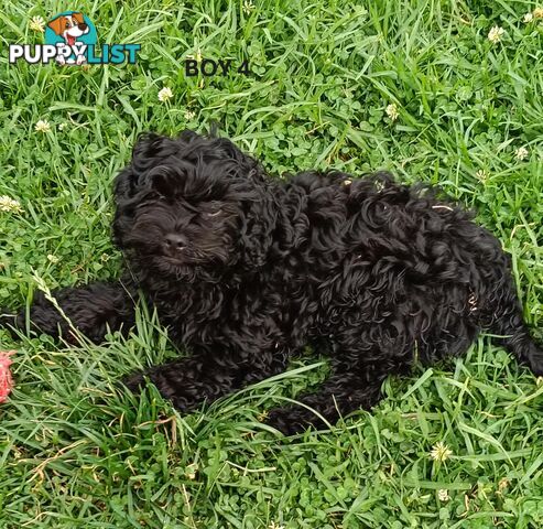 Only 2 gorgeous, happy, healthy, F1b Cavoodle puppies left, looking for their forever home