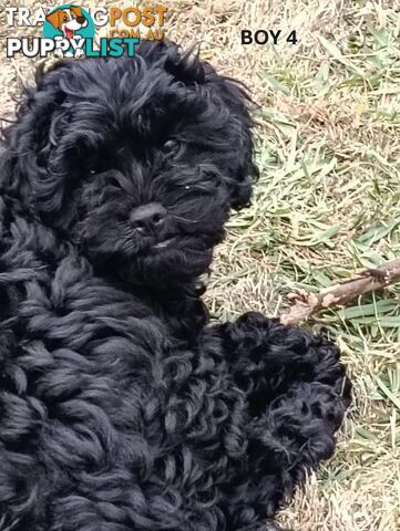 5 gorgeous, happy, healthy, F1b Cavoodle puppies looking for their forever home - ONLY 4 LEFT