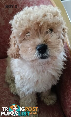 Only 1 gorgeous, happy, healthy, F1b Cavoodle puppy left, looking for their forever home