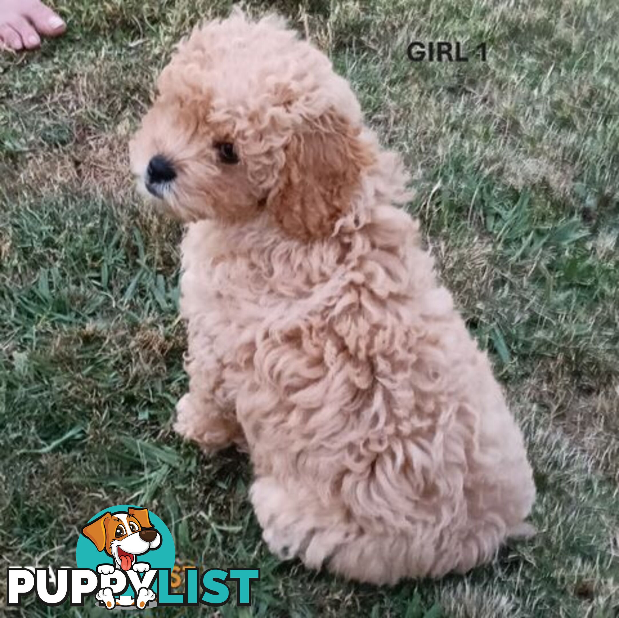 5 gorgeous, happy, healthy, F1b Cavoodle puppies looking for their forever home - ONLY 4 LEFT