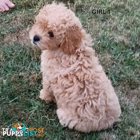 5 gorgeous, happy, healthy, F1b Cavoodle puppies looking for their forever home - ONLY 4 LEFT