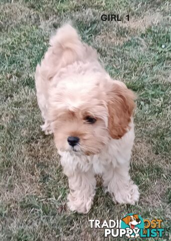 5 gorgeous, happy, healthy, F1b Cavoodle puppies looking for their forever home - ONLY 4 LEFT