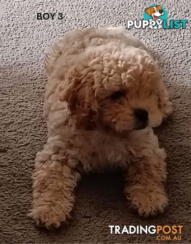 5 gorgeous, happy, healthy, F1b Cavoodle puppies looking for their forever home - ONLY 4 LEFT