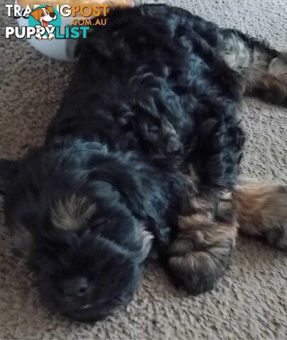 5 gorgeous, happy, healthy, F1b Cavoodle puppies looking for their forever home - ONLY 4 LEFT