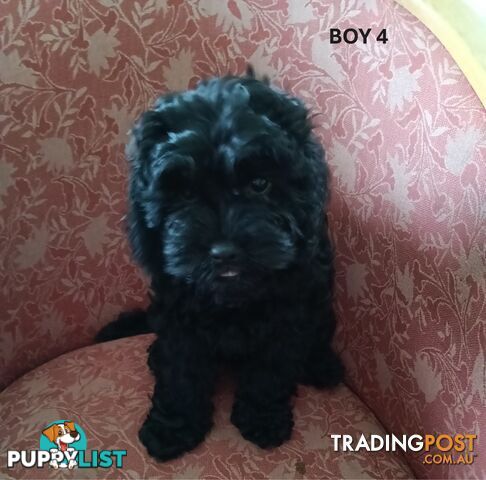 5 gorgeous, happy, healthy, F1b Cavoodle puppies looking for their forever home - ONLY 4 LEFT