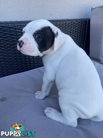 Pure American bulldog puppies