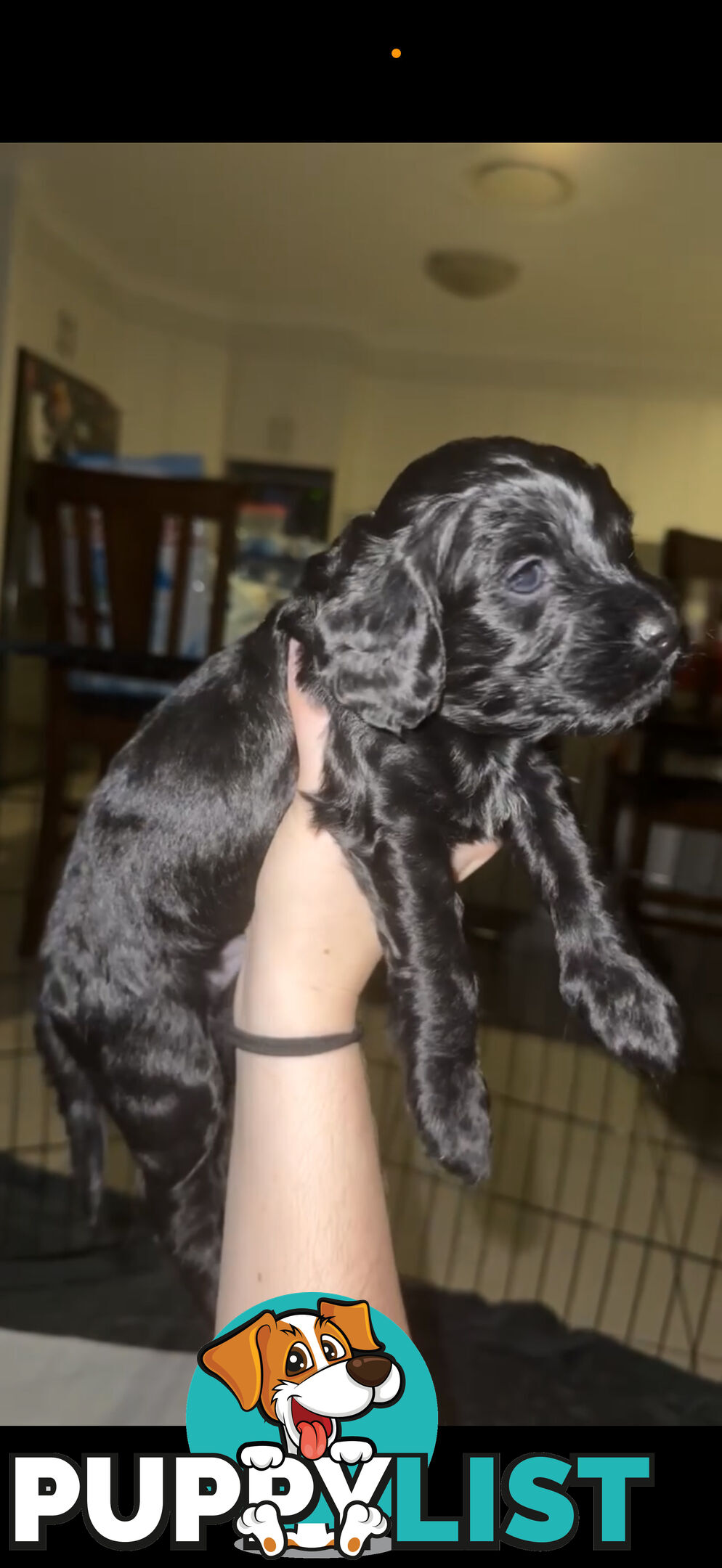 8x beautiful cocker spaniel x toy poodle puppies