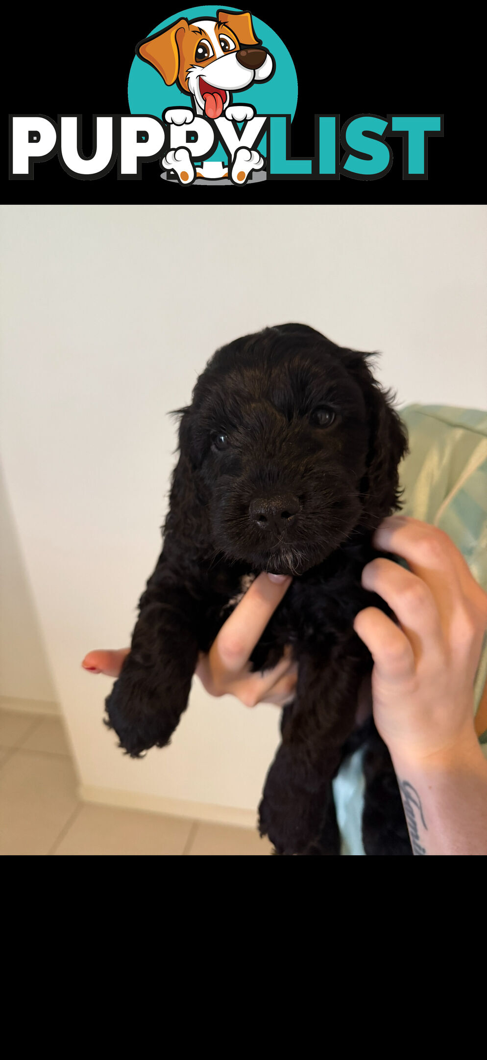 8x beautiful cocker spaniel x toy poodle puppies