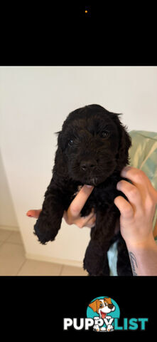 8x beautiful cocker spaniel x toy poodle puppies