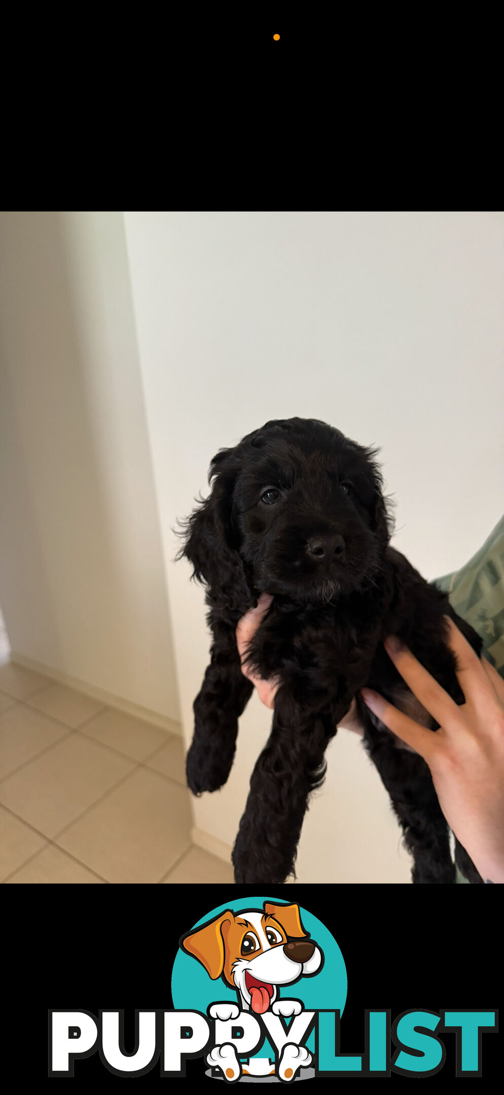 8x beautiful cocker spaniel x toy poodle puppies