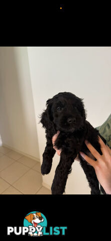 8x beautiful cocker spaniel x toy poodle puppies