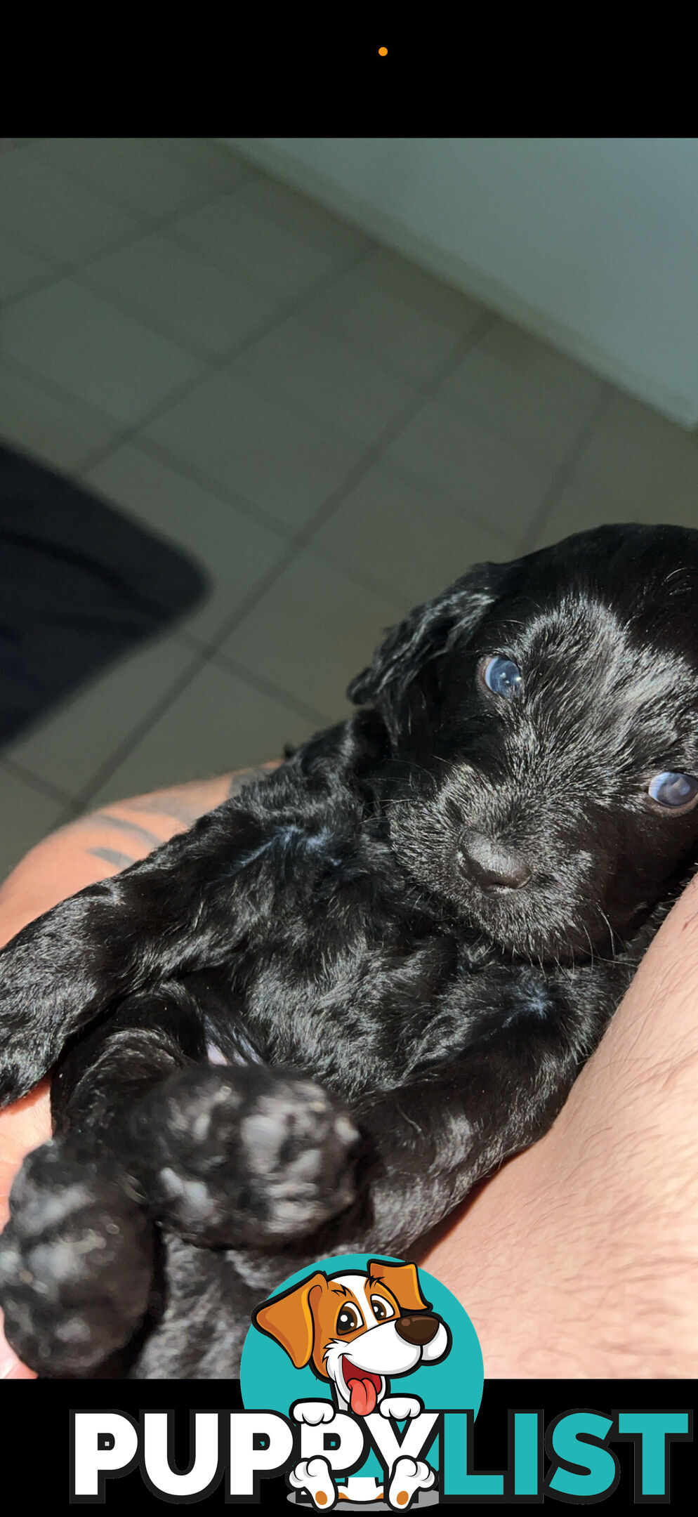 8x beautiful cocker spaniel x toy poodle puppies