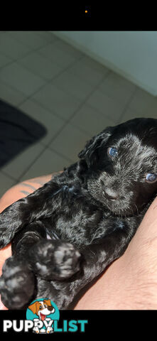 8x beautiful cocker spaniel x toy poodle puppies