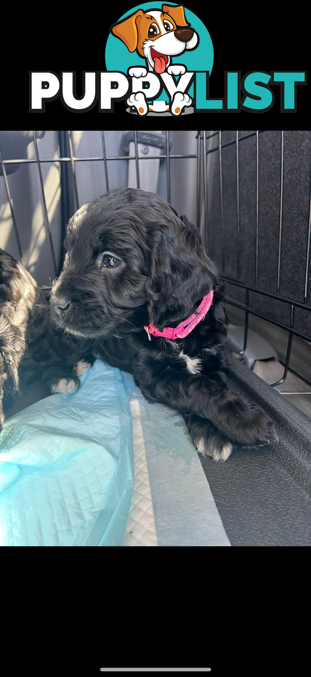 8x beautiful cocker spaniel x toy poodle puppies