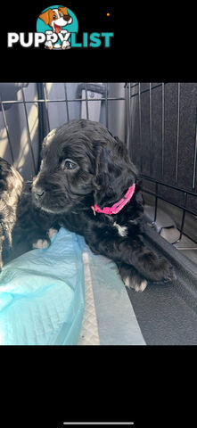 8x beautiful cocker spaniel x toy poodle puppies