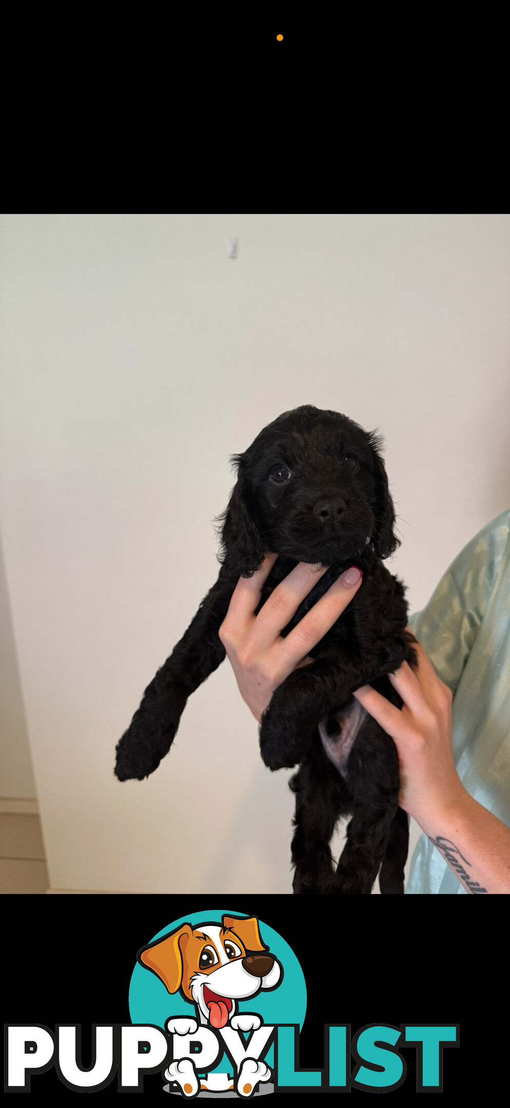 8x beautiful cocker spaniel x toy poodle puppies